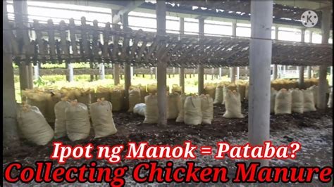 ipot ng manok in english